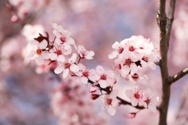 kiraz çiçeği. Sakura bahar içinde. güzel pembe çiçekler