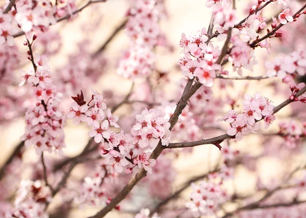 Flor de cerezo. Sakura en primavera. Hermosas flores rosadas —  Fotos de Stock