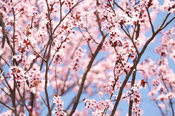 La fleur de cerisier. Sakura au printemps. Belles fleurs roses — Photo