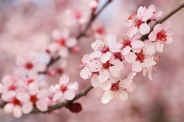 Třešňový květ. Sakura na jaře. krásné růžové květy — Stock fotografie