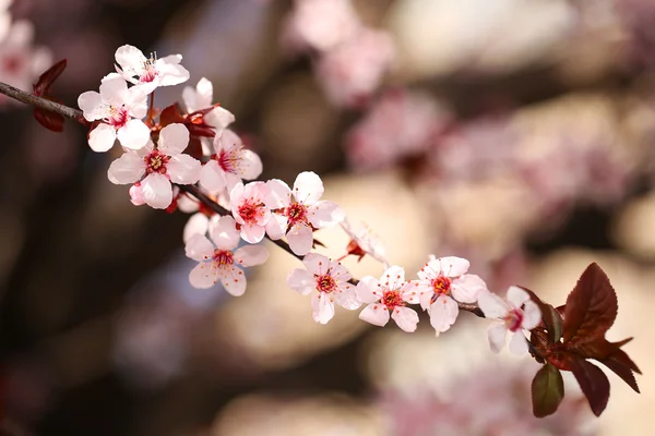 Cherry Blossom. Sakura na Primavera. Lindas flores cor de rosa — Fotografia de Stock
