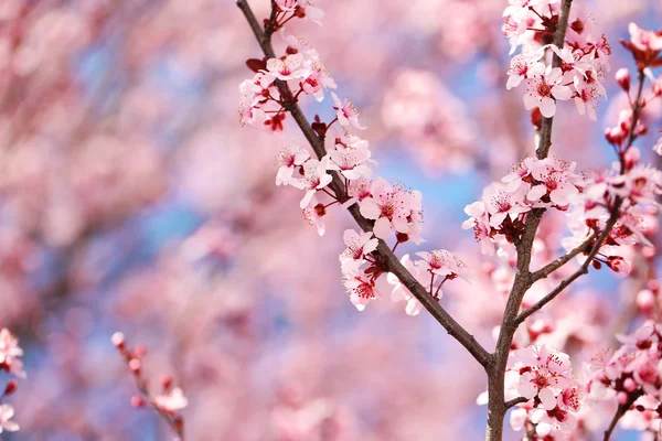 Cseresznyevirág. Sakura tavasszal. szép rózsaszín virágokkal — Stock Fotó