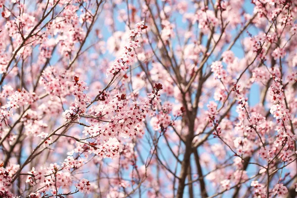 Třešňový květ. Sakura na jaře. krásné růžové květy — Stock fotografie