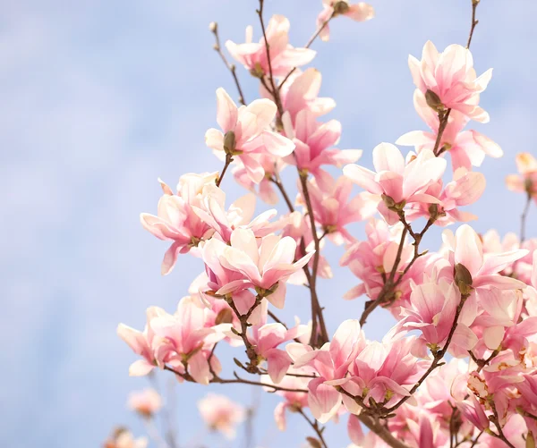 Magnolia tree blossom in springtime — Stock Photo, Image