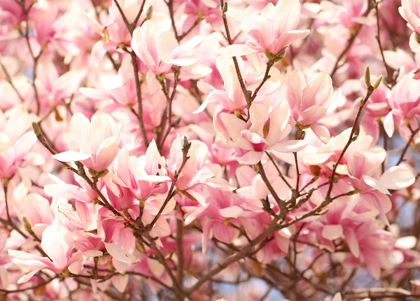 Fioritura dell'albero di Magnolia in primavera — Foto Stock