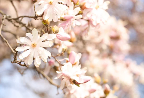 Spring Blossom. Belles fleurs blanches au printemps — Photo