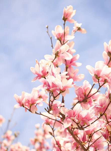 Magnolia tree blossom in springtime — Stock Photo, Image