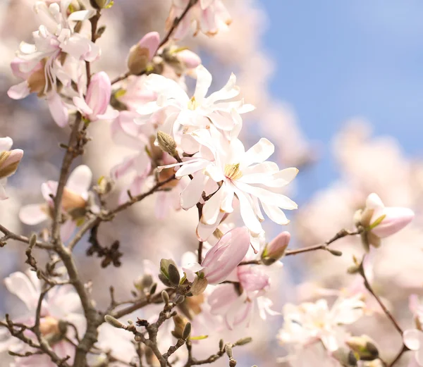 春花。春天美丽的白花 — 图库照片