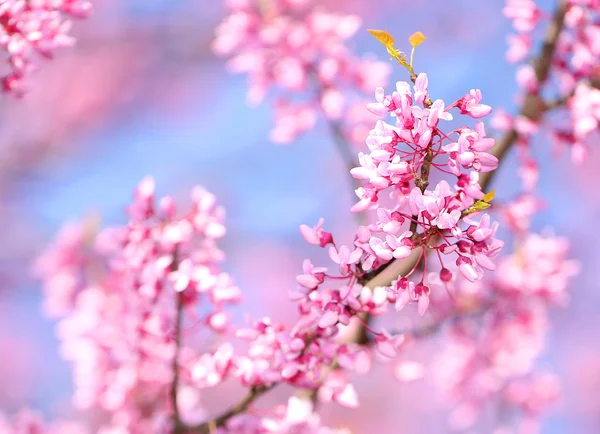 Vårblommor. Lila Cercis Canadensis eller östra Redbud papayabitar — Stockfoto