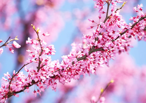 Vårblommor. Lila Cercis Canadensis eller östra Redbud papayabitar — Stockfoto