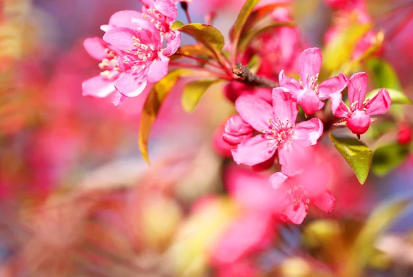 Jarní květy. Krásné růžové květy na jaře — Stock fotografie