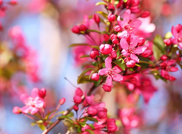 春天开花。美丽的粉红色花朵在春天 — 图库照片