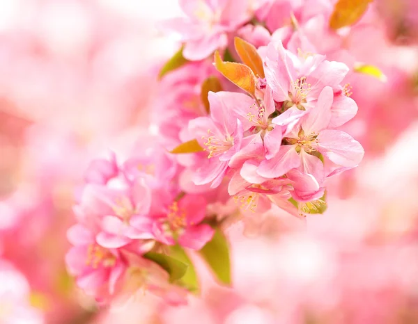 Spring Blossom. Belles fleurs roses au printemps — Photo