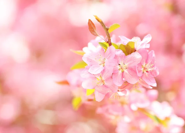 Flor da Primavera. Flores cor de rosa bonitas em primavera — Fotografia de Stock