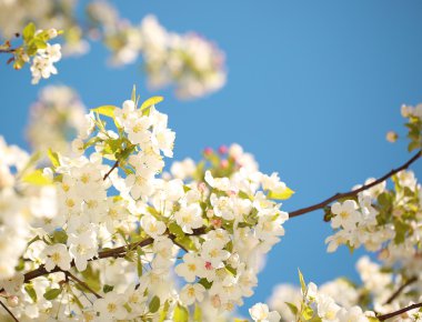 Elma çiçeği. Beyaz bahar çiçekleri