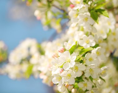 Elma çiçeği. Beyaz bahar çiçekleri