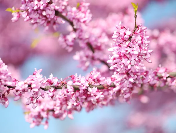 Frühlingsblumen. Purpurroter Cercis canadensis oder Rotbuchenbloss — Stockfoto