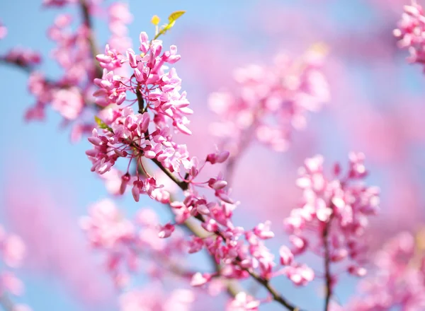 Spring Flowers. Purple Cercis Canadensis or Eastern Redbud Bloss — Stock Photo, Image