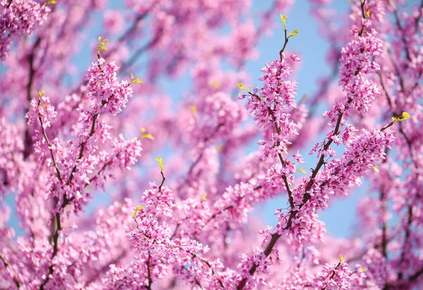 Flores da Primavera. Purple Cercis Canadensis ou Oriental Redbud Bloss — Fotografia de Stock