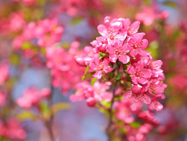 春天开花。美丽的粉红色花朵在春天 — 图库照片