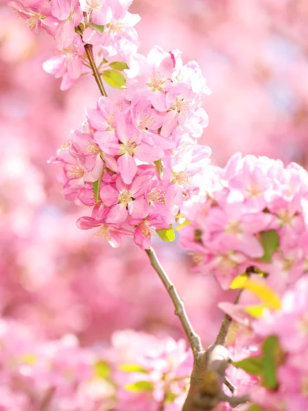 春の花。春には美しいピンクの花 — ストック写真