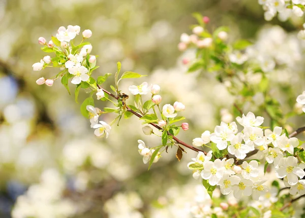 Apple Blossoms. White Spring Flowers — Stock Photo, Image