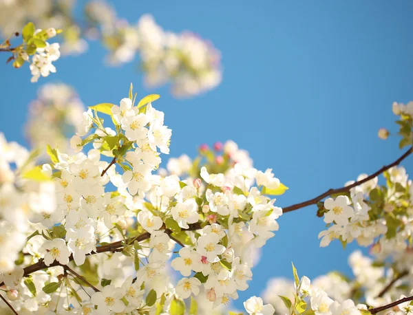 Apfelblüten. weiße Frühlingsblumen — Stockfoto
