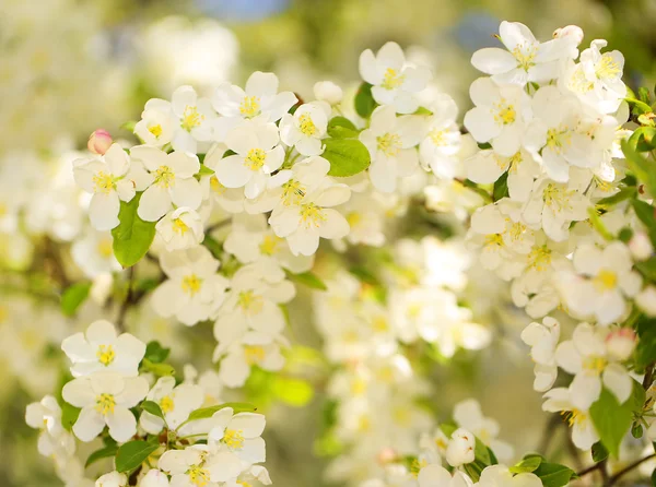 Яблочные цветы. Белые весенние цветы — стоковое фото