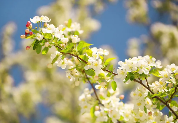 Flores de maçã. Flores brancas da primavera — Fotografia de Stock