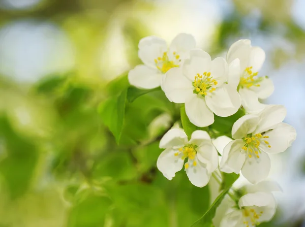 Manzanas en flor. Flores de primavera blancas —  Fotos de Stock