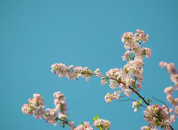 Vit Spring Blossoms Cherry — Stockfoto