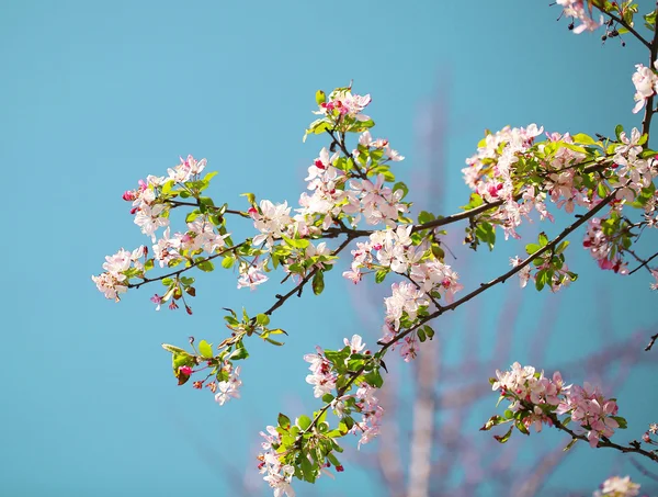 Vit Spring Blossoms Cherry — Stockfoto