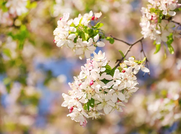 White Spring Blossoms of Cherry — Stock Photo, Image