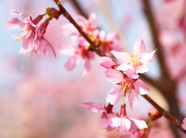 Körsbärsblommor. Sakura i springtime. vackra rosa blommor — Stockfoto