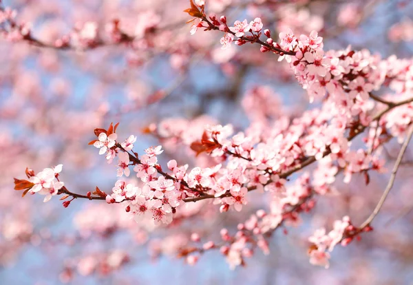 La fleur de cerisier. Sakura au printemps. Belles fleurs roses — Photo