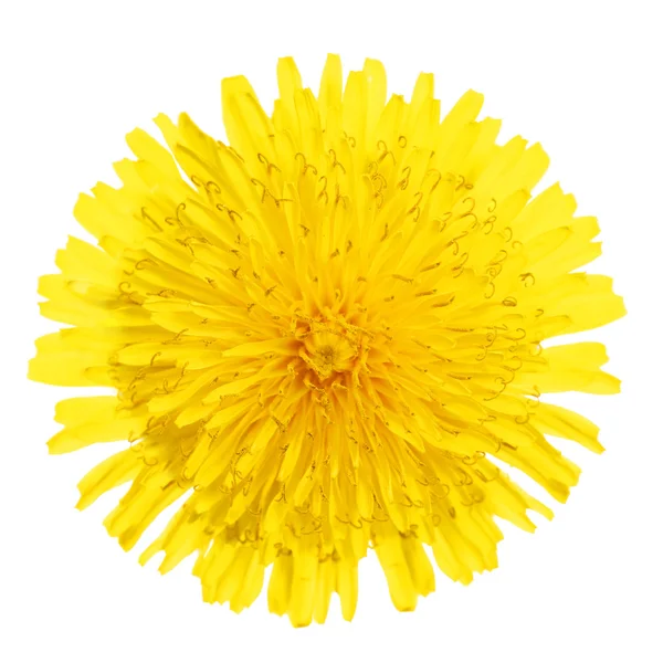 İzole sarı Karahindiba çiçeği. Karahindiba officinale