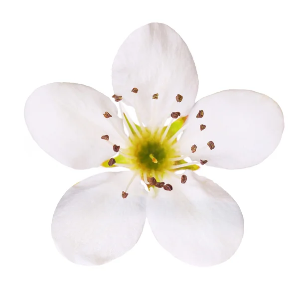 Jarní květy. Střemchová květina izolovaný. Makro — Stock fotografie