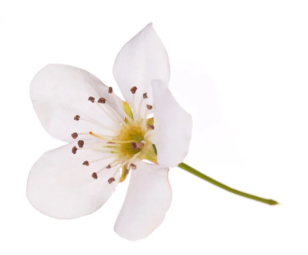 Spring blossom. Bird cherry flower isolated. Macro — Stock Photo, Image