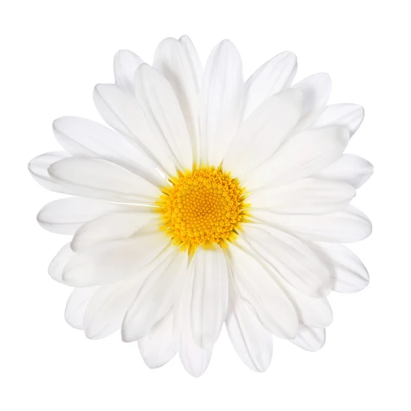 Flor de camomila isolada. Daisy. Macro — Fotografia de Stock