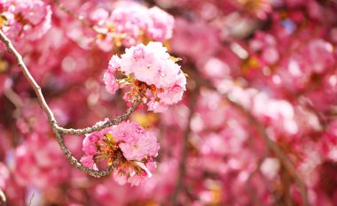 Bahar çiçeği. Pembe çiçekler çok güzel. Sakura
