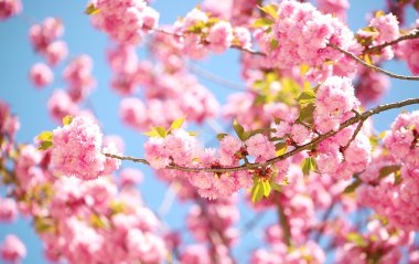 Bahar çiçeği. Pembe çiçekler çok güzel. Sakura