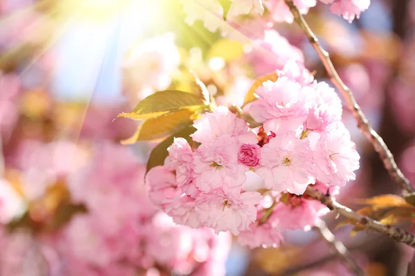 봄의 꽃 아름 다운 핑크색 꽃입니다. 사쿠라 — 스톡 사진