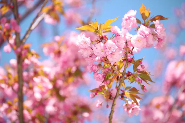 Spring Blossom. Hermosas flores rosadas. Sakura. —  Fotos de Stock