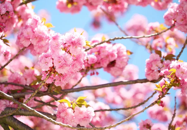Våren Blossom. Vackra rosa blommor. Sakura — Stockfoto