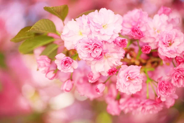 Fiore di Primavera. Bellissimi fiori rosa. Sakura — Foto Stock