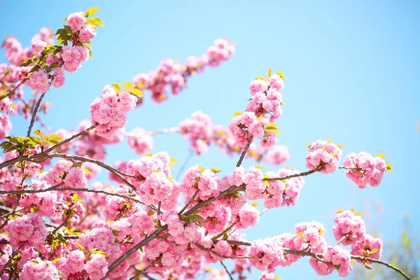 Våren Blossom. Vackra rosa blommor. Sakura — Stockfoto