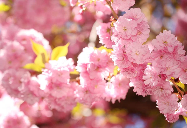 Fiore di Primavera. Bellissimi fiori rosa. Sakura — Foto Stock