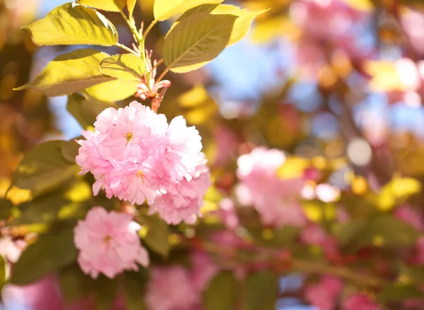 Flor da Primavera. Lindas flores cor de rosa. Sakura. — Fotografia de Stock