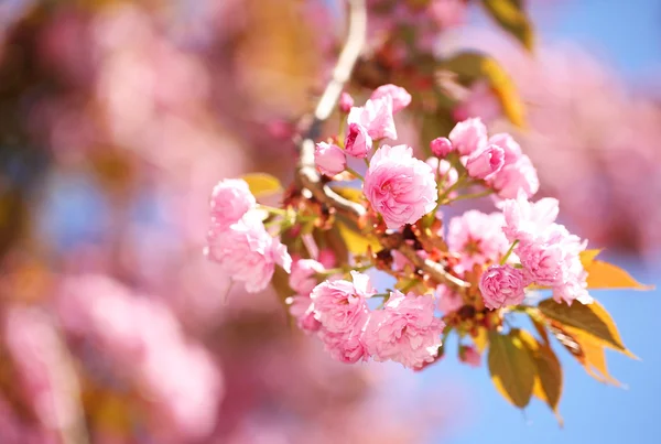 Fiore di Primavera. Bellissimi fiori rosa. Sakura — Foto Stock