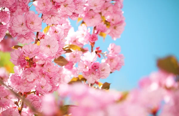 Άνθος άνοιξη. Όμορφα ροζ λουλούδια. Sakura — Φωτογραφία Αρχείου